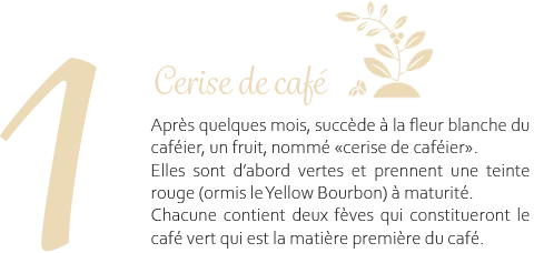 cerises de café